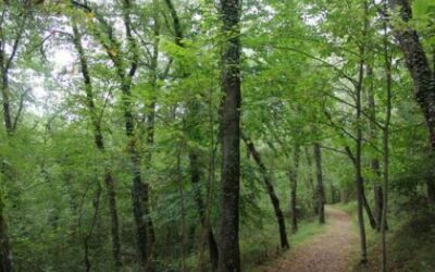 La Fundación San Millán de la Cogolla organiza para esta Semana Santa un variado programa de actividades